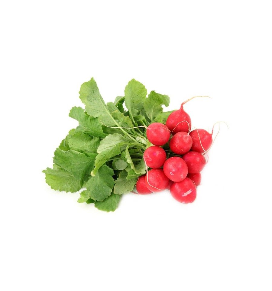 Red Radish - Holland, 1 Pack