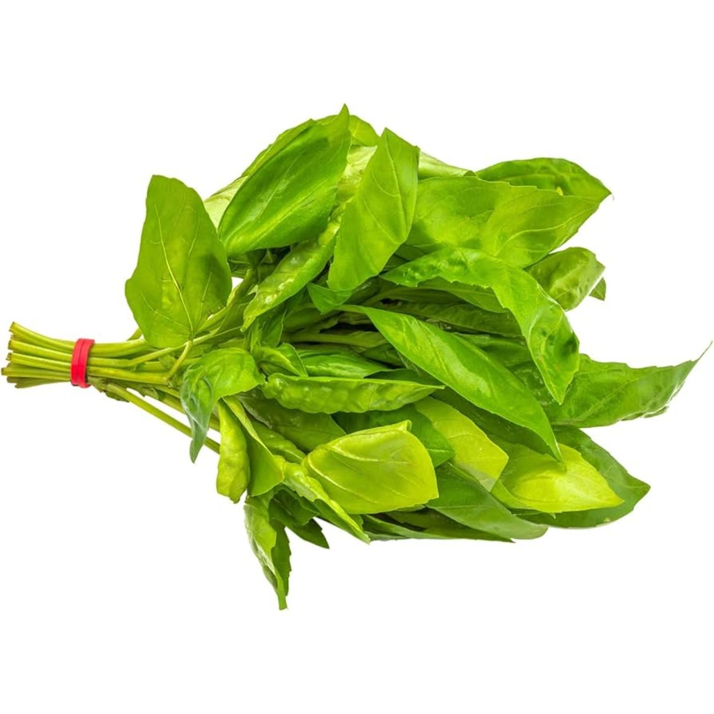Basil, 1 Pack