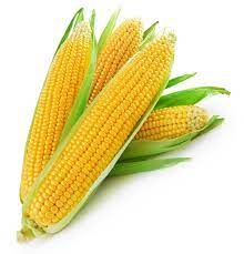 Sweet Corn, 1 Piece