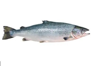 Salmon Fish 1kg