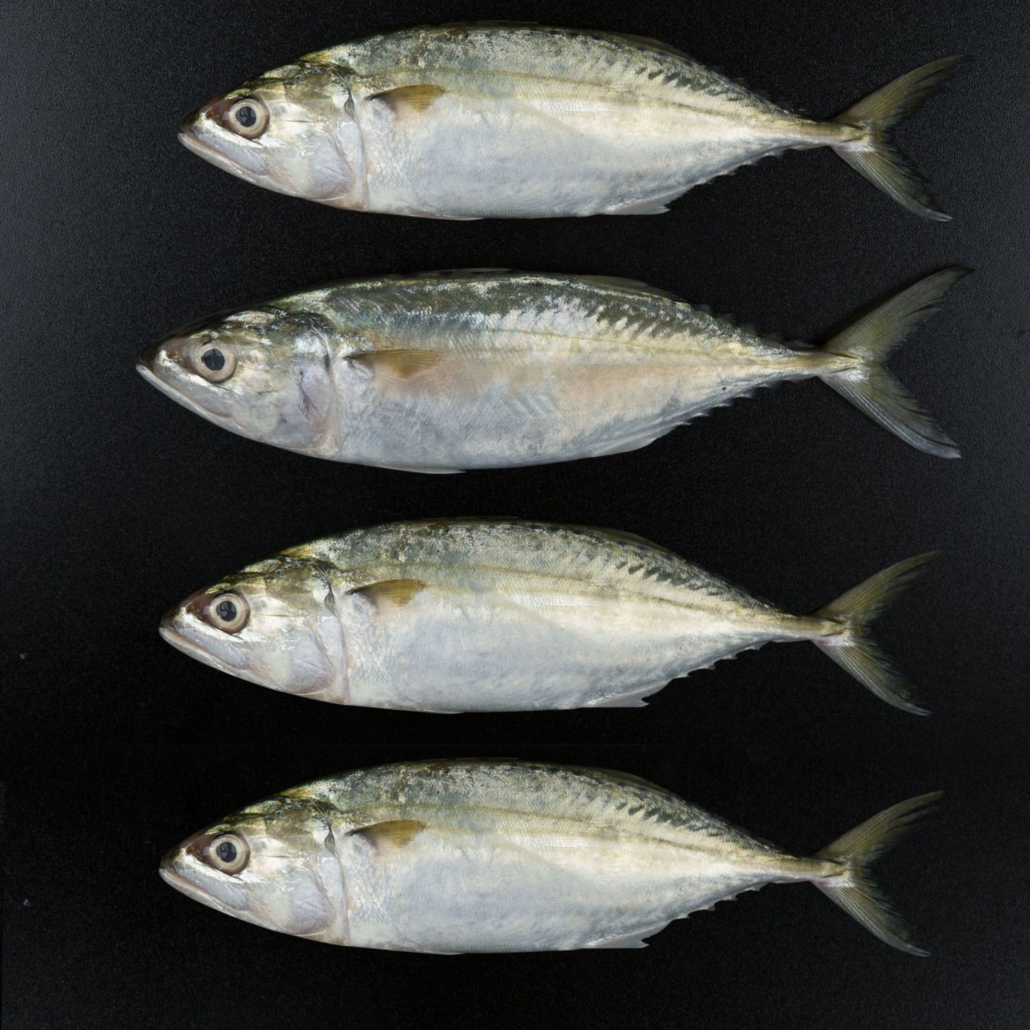 Fresh Mackerel Small 500g