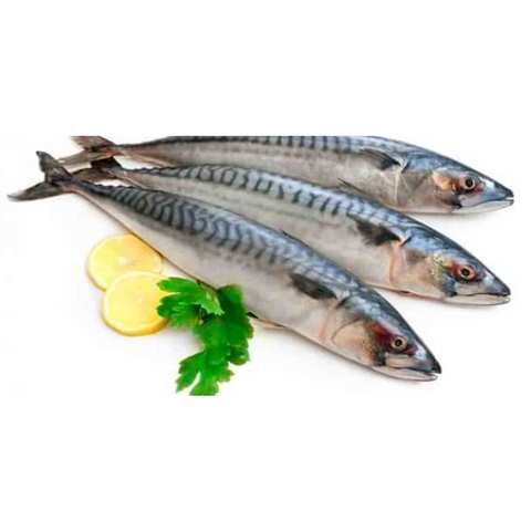 King Fish 1kg