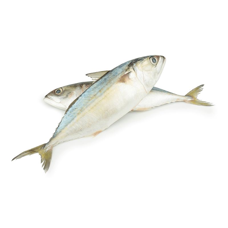 Mackerel Medium 1kg