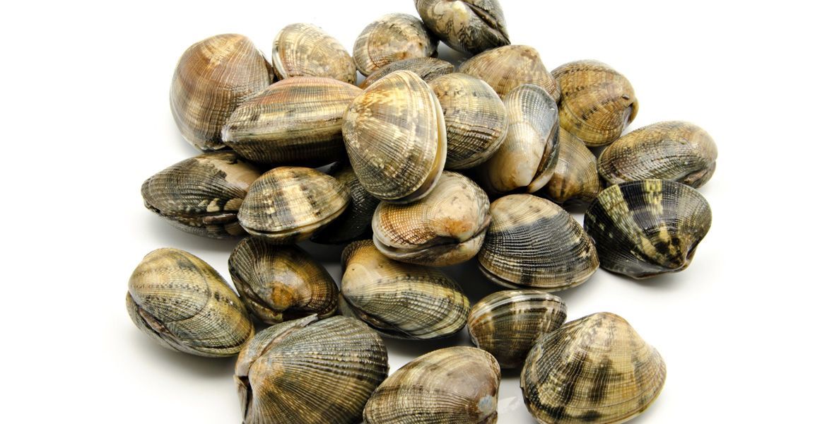 Clams Small 500g