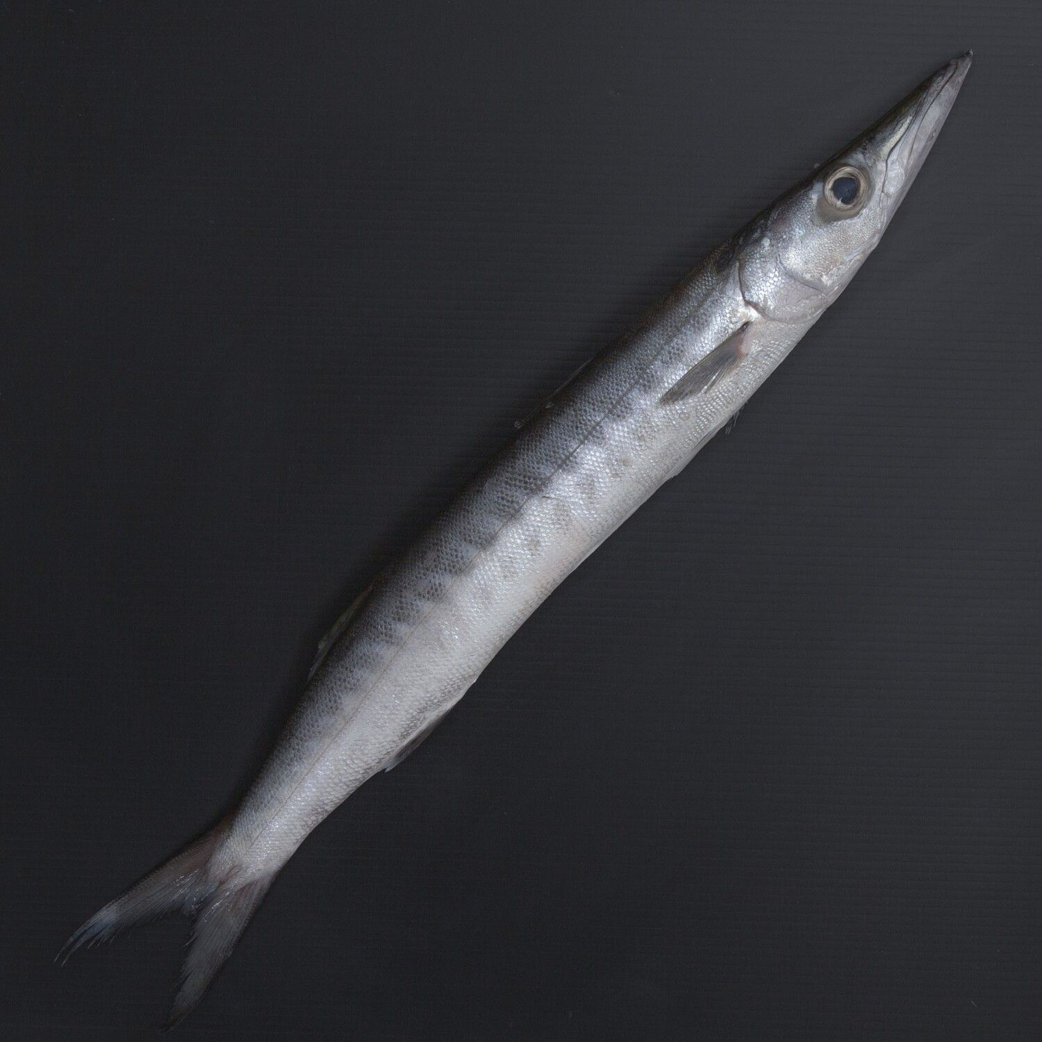 Fresh Barracuda Fish 1kg