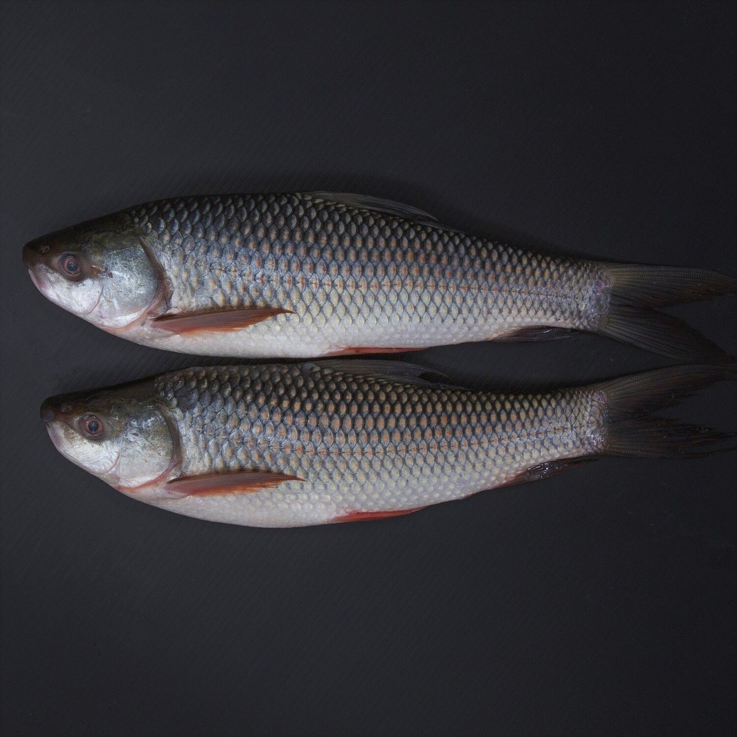 Fresh Rohu Fish 800g
