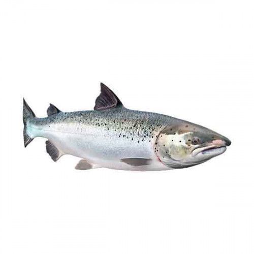Salmon - Iran 500g