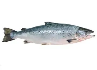 Salmon Fish 1kg