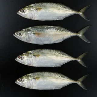 Fresh Mackerel Small 500g