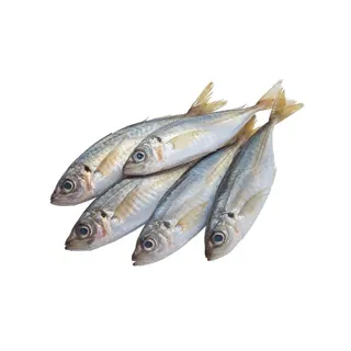 Scad Fish 1kg