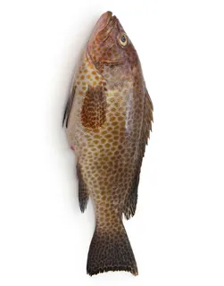 Hamour Grouper Fish 1kg