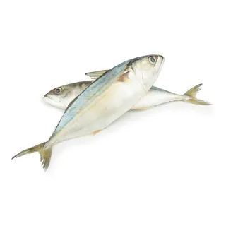 Mackerel Medium 1kg