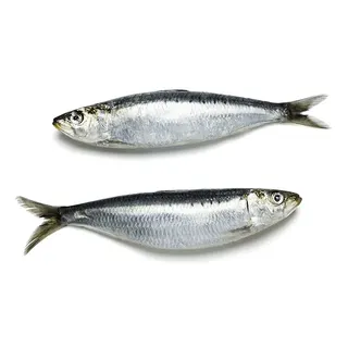 Sardines 1kg