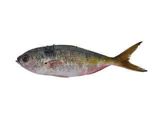 Nylon Fish 1kg
