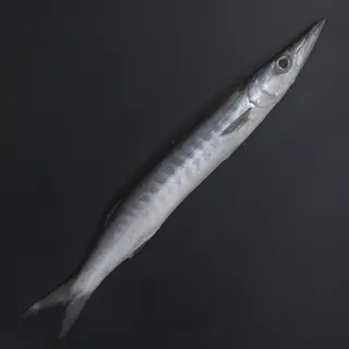 Fresh Barracuda Fish 1kg