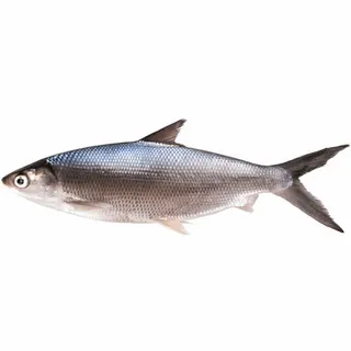 Milk Fish 500/800 500g