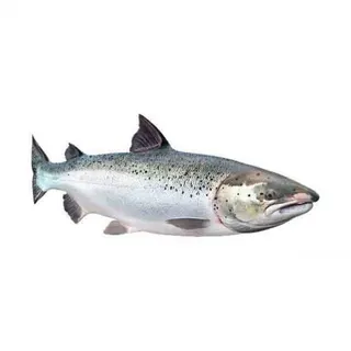 Salmon - Iran 500g